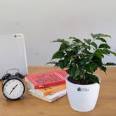 China Doll Plant with 5.5 Inches white Decor Pot.